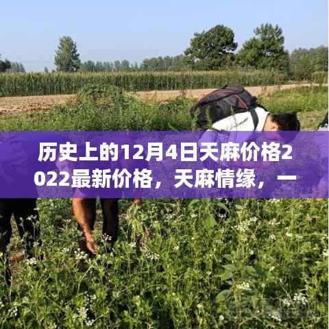 天麻情缘揭秘，历史上的价格变迁与温馨日常趣事——2022年最新天麻价格回顾