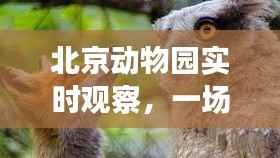 北京动物园，生态与文化交融的盛宴——实时观察下的动物世界（2024年视角）