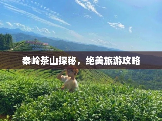 秦岭茶山探秘,绝美旅游攻略