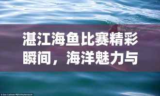 湛江海鱼比赛精彩瞬间，海洋魅力与渔技风采展现视频